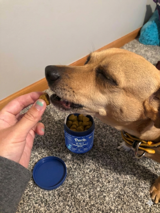 The Best Hip and Joint Supplement for Dogs: A Science-Backed Guide to Mobility