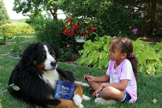 Why Natural Pet Supplements are Essential for Your Senior Dog’s Golden Years