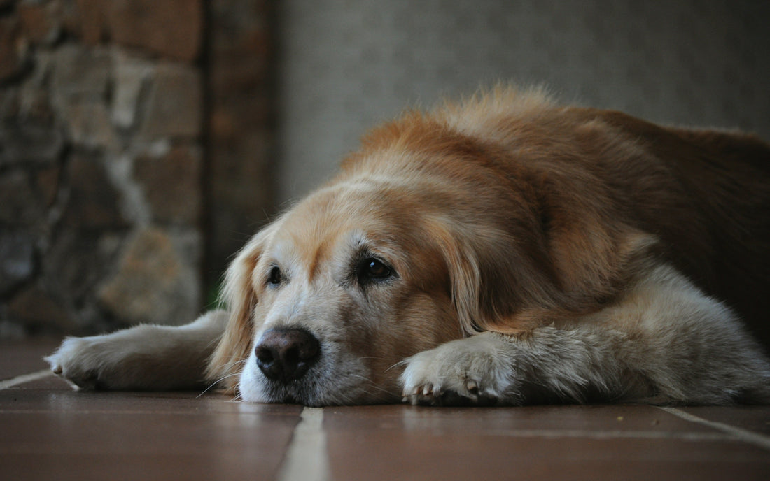 Common Signs Your Senior Dog Needs Extra Nutritional Support | Pavria™