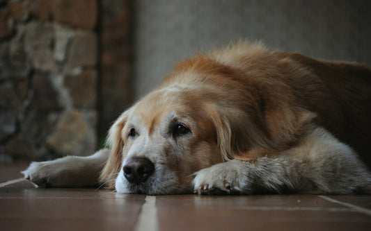 Common Signs Your Senior Dog Needs Extra Nutritional Support | Pavria™